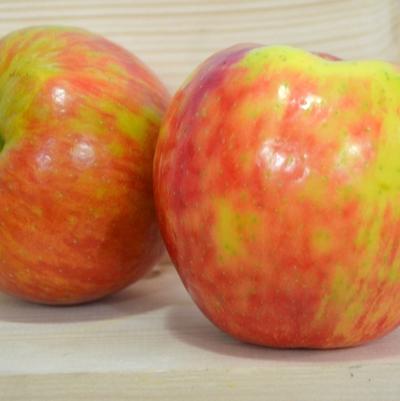 Malus domestica Honeycrisp