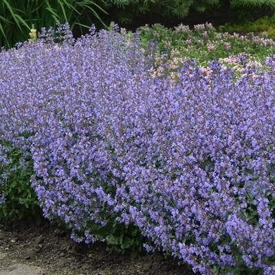 Nepeta x faassenii Purrsian Blue