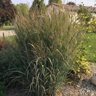 Panicum virgatum Northwind