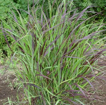 Panicum virgatum Shenandoah