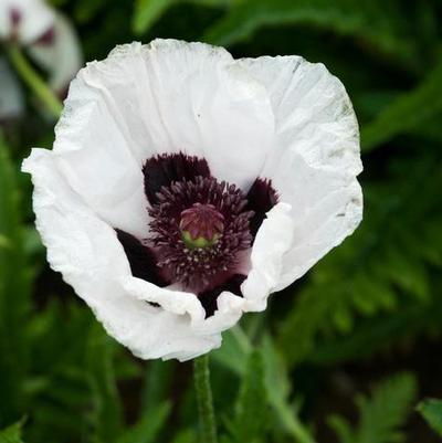 Papaver orientale Royal Wedding