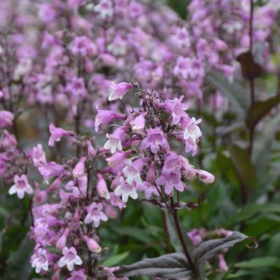 Penstemon Midnight Masquerade