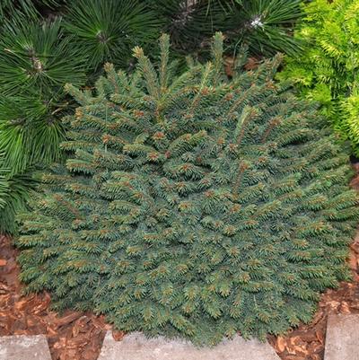 Picea abies Elegans