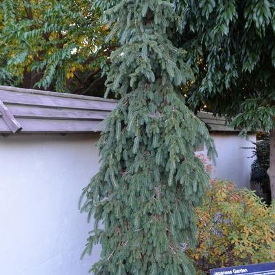 Picea glauca Pendula