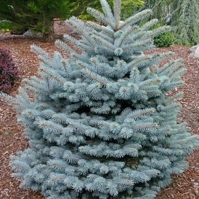 Picea pungens Montgomery