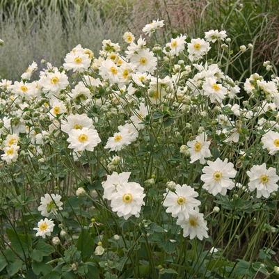 Anemone Whirlwind