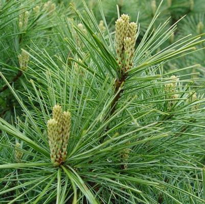 Pinus strobus 