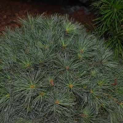 Pinus strobus Blue Shag