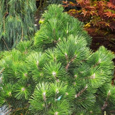 Pinus thunbergii Thunderhead