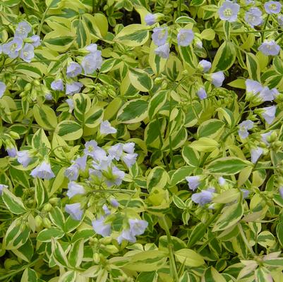 Polemonium reptans Stairway to Heaven