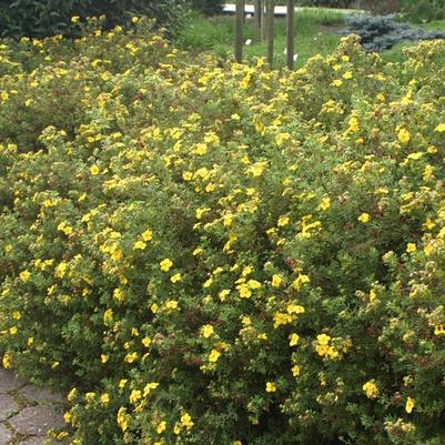 Potentilla fruticosa Goldfinger