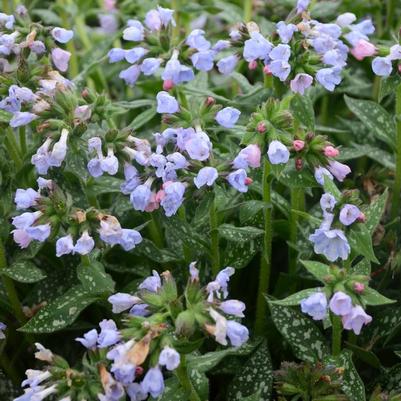 Pulmonaria Twinkle Toes