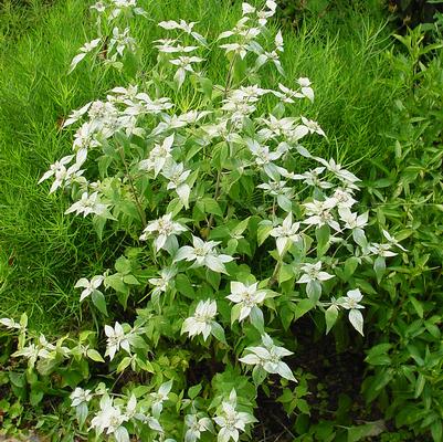 Pycnanthemum muticum 