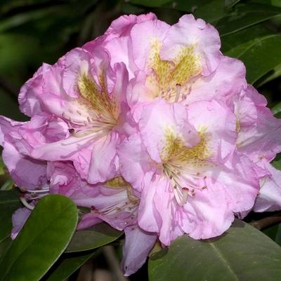 Rhododendron Dexter hybrid Scintillation