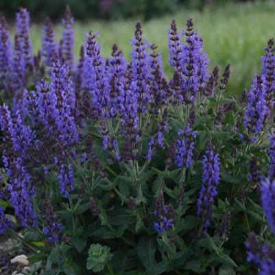 Salvia nemorosa Bumbleblue