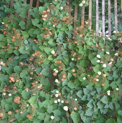 Schizophragma hydrangeoides Moonlight