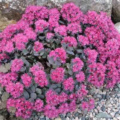 Sedum cauticola Lidakense