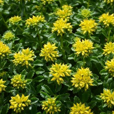 Sedum kamtschaticum Little Miss Sunshine