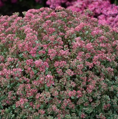 Sedum cauticola Steel The Show