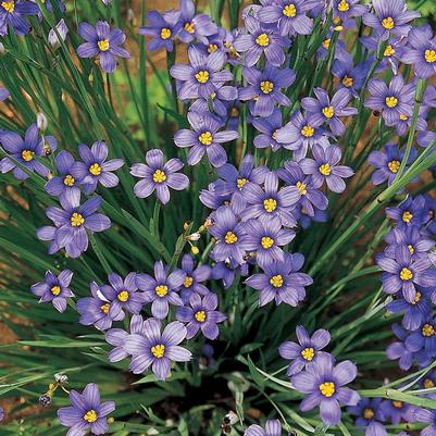 Sisyrinchium angustifolium Lucerne