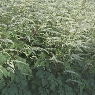 Aruncus Misty Lace