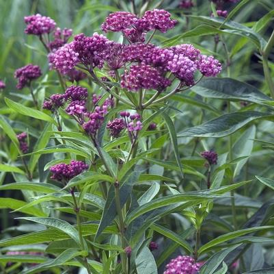 Asclepias incarnata Cinderella