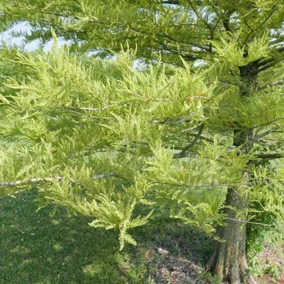 Taxodium distichum 