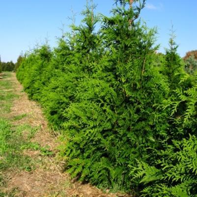 Thuja Green Giant