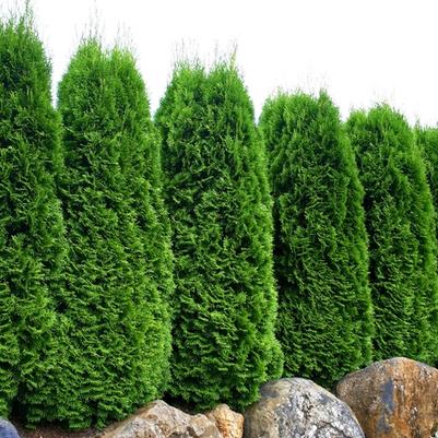 Thuja occidentalis Emerald Green