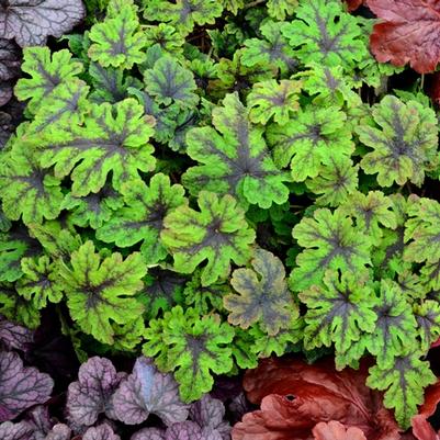 Tiarella Fingerpaint