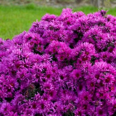 Aster novae-angliae Pink Crush