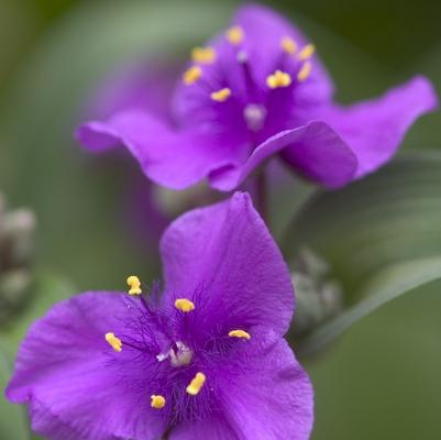 Tradescantia Concord Grape