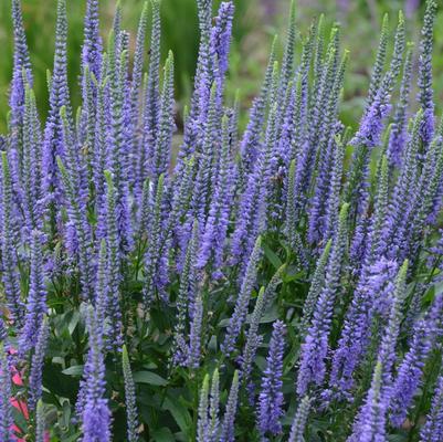 Veronica longifolia Blue Skywalker