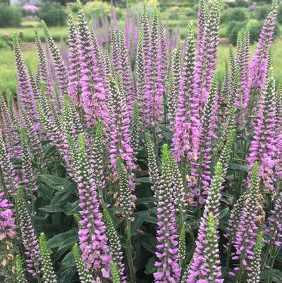 Veronica spicata Lavender Lightsaber