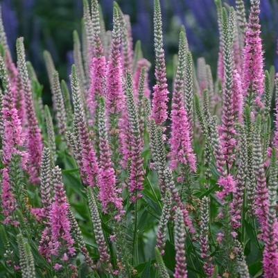 Veronica longifolia Perfectly Picasso