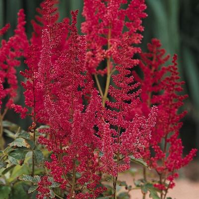 Astilbe rhizomatous August Light