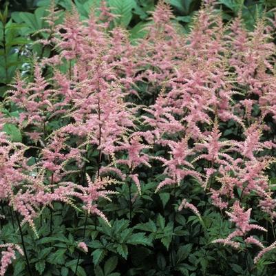 Astilbe x arendsii Bressingham Beauty