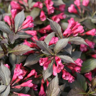 Weigela florida Spilled Wine®