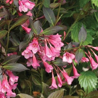 Weigela florida Fine Wine®