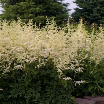 Astilbe x arendsii Bridal Veil®