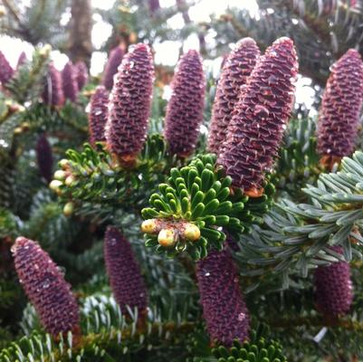 Abies koreana Silberlocke