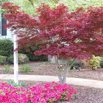 Acer palmatum var. atropurpureum Bloodgood