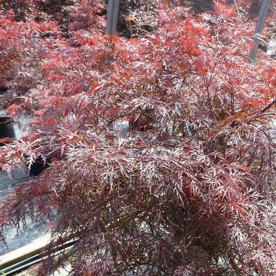 Acer palmatum var. dissectum Garnet