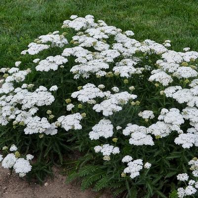 Achillea Firefly Diamond