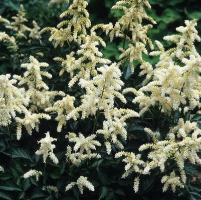 Astilbe rhizomatous Deutschland