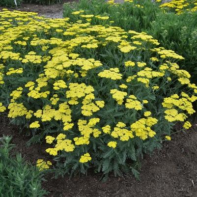 Achillea millefolium Sassy Summer Lemon