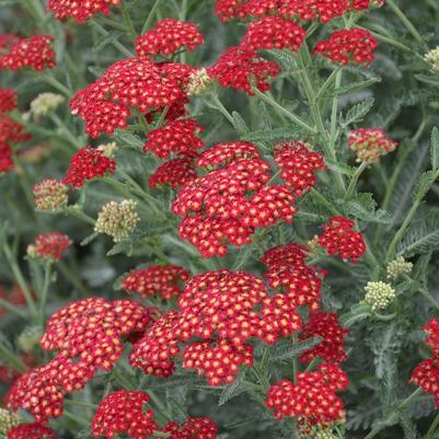 Achillea millefolium Sassy Summer Sangria