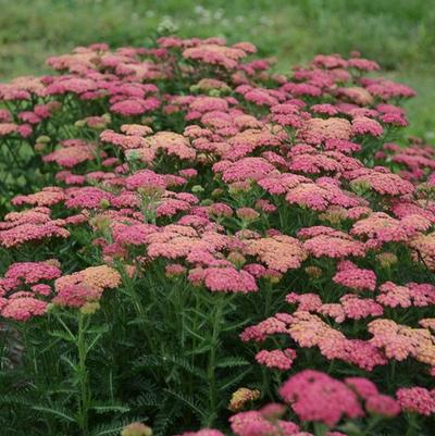 Achillea millefolium Sassy Summer Taffy