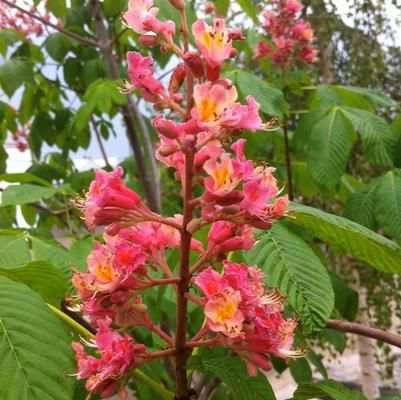 Aesculus x carnea Ft. McNair