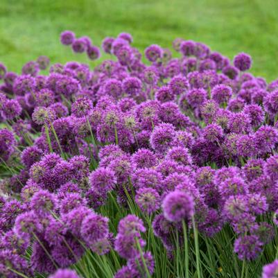 Allium Lavender Bubbles